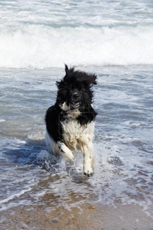 Foto de A black and white Newfoundland dog running in the sea towards the camera. There is small waves on the water. - Imagen libre de derechos