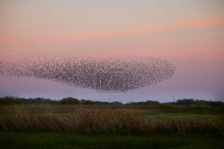 Téléchargez les photos : A flock og starlings flying in formation and creates black sun. The are flying over the pastelcolored sky over green pastures. In the background there is a row of trees. - en image libre de droit