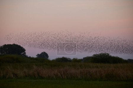 Photo for A flock og starlings flying in formation and creates black sun. The are flying over the pastelcolored sky over green pastures. In the background there is a row of trees. - Royalty Free Image