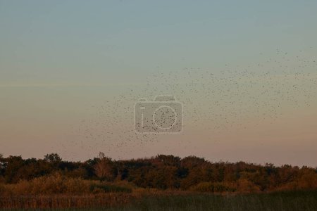 Photo for A flock of starlings flying on a pastel colourede night sky. In the bottom of the photo there is a row of trees. - Royalty Free Image