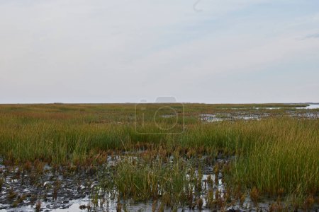 Photo for Landscape by the mudflats. In the foreground there is tall gras and in the background here is small puddles of water. - Royalty Free Image