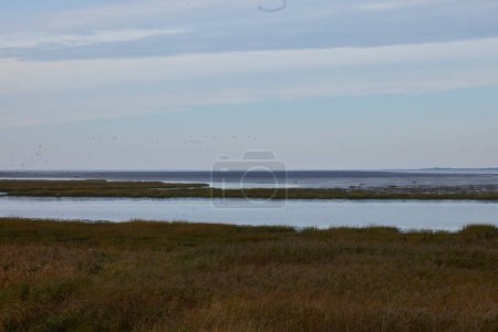 Photo for View over the mudflats with birds flying in the sky. - Royalty Free Image