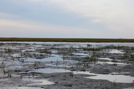 Photo for The mudflats during ebb. In the foreground see the bottom of the sea with a few and small puddles of water. In the background there is land. - Royalty Free Image