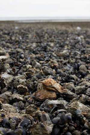 Photo for Closeup oysters on a oyster bank in the mudflats. - Royalty Free Image