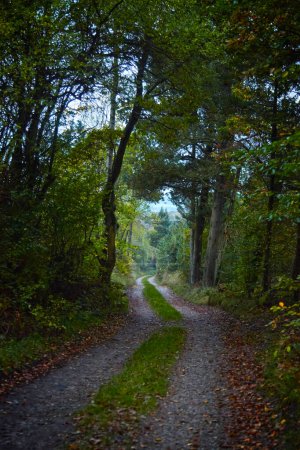 Photo for A gravel road runs through some green trees. The trees create a tunnel so it is a bit dark under the trees but in the background the light is coming. - Royalty Free Image