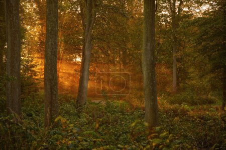 Photo for A part of a forest where the early morning sun is shining through the trees. - Royalty Free Image