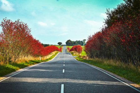Photo for A asphalt road with white markings running through a Danish summer landscape. On each side there is trees with bright red berries. The sun is shining and the sky is bright blue.The road is disapeas into the horizon - Royalty Free Image