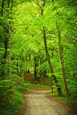 Photo for A gravel road running through a spring forest with beech trees. The leaves are bright green. - Royalty Free Image