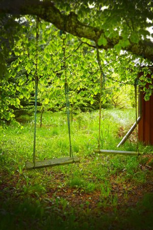Photo for Two swings on a tree branch. In the background there is green grass and trees. It is spring so the green colors are bright green. In one side og the picture there is a small red wooden house. - Royalty Free Image