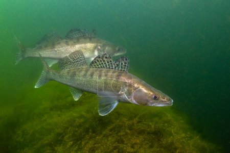 Un grupo de peces de agua dulce Pikeperch (Sander lucioperca) en la hermosa libra limpia. Una toma submarina del Zander. Animales salvajes. Lucioperca en el hábitat natural con buen fondo. 