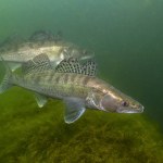 A group of freshwater fish Pikeperch (Sander lucioperca) in the beautiful clean pound. Underwater shot of the Zander. Wildlife animal. Pike perch in the nature habitat with nice background. 