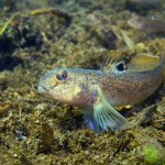 Close up photography of Round goby (Neogobius melanostomus) in the beautiful clean river. Underwater shot in the Danube river. Wild life animal. Invasive species Round goby in the nature habitat with a nice background.
