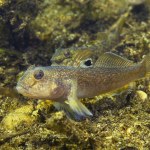 Round goby (Neogobius melanostomus) in the beautiful clean river. Underwater shot in the Danube river. Wild life animal. Invasive species Round goby in the nature habitat with a nice background.