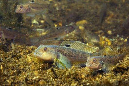 Close up photography of Round goby (Neogobius melanostomus) in the beautiful clean river. Underwater shot of Round goby group. Wild life animal. Invasive species Round goby in the nature habitat with a nice background.