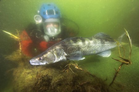 Téléchargez les photos : Un énorme poisson d'eau douce Pikeperch (Sander lucioperca) avec un plongeur dans la belle livre propre. Prise de vue sous-marine du Zander. Animaux sauvages. Sandre dans l'habitat naturel avec un beau fond. - en image libre de droit