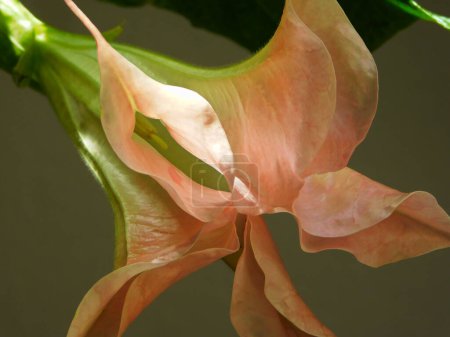 Foto de Las flores de la trompeta del ángel - Imagen libre de derechos
