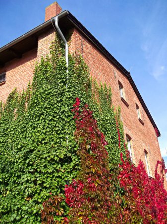 Climbing plant on a clinker facade in autumn