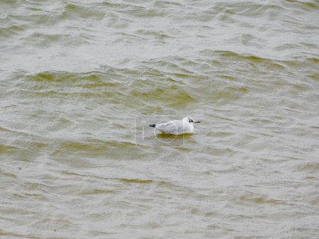 Foto de The seagull in the Baltic Sea - Imagen libre de derechos