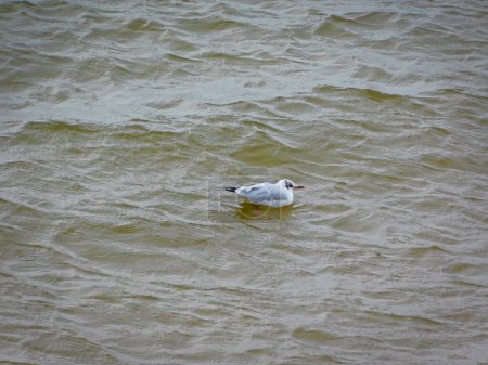 Foto de The seagull in the Baltic Sea - Imagen libre de derechos