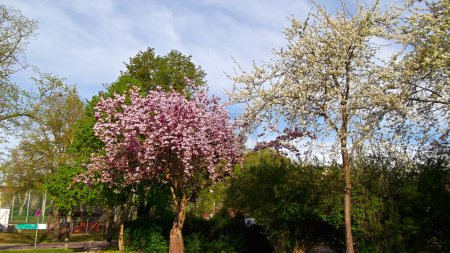 Primavera en el hermoso Uckermark