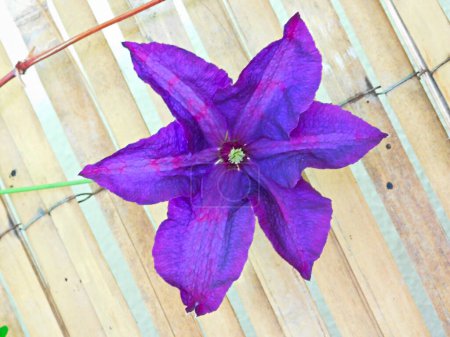 The blue flower of the clematis