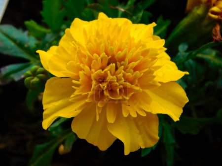 The flowers of the marigold