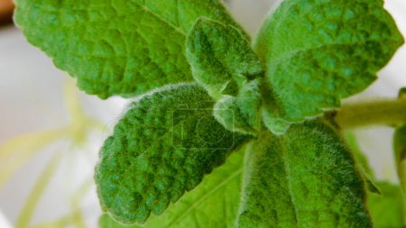 The green leaves of apple mint