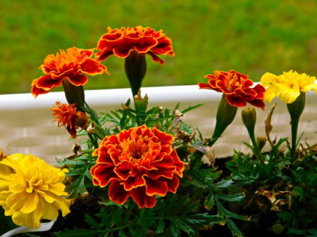 The flowers of the marigold