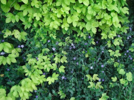 Evergreen un género de plantas de la familia Dogbane