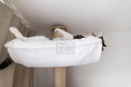 Téléchargez les photos : Mignon gros chat domestique pose heureux et détendu dans un lit d'hamac sur grand sisal gratter poste haut sous le plafond, regardant vers le bas curieux. Grattoirs de chat, poteau d'escalade, les chats aiment le concept des hauts lieux - en image libre de droit