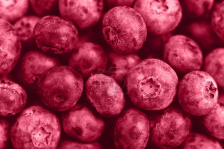 Pile of fresh ripe blueberries in trendy color of the year 2023 Viva Magenta. Background with macro texture of blueberry berries. Top view, selective focus, closeup