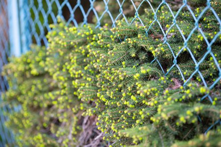 Fresh spruce buds peeking through blue wire chain link fence