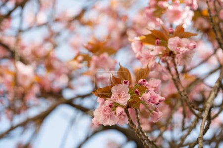 Pink cherry blossom flowers on branches on clear blue sky. Spring background