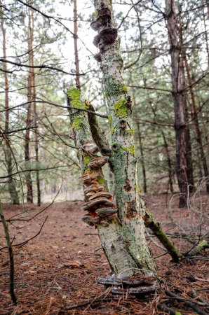 Téléchargez les photos : Faux champignon amadou sur un tronc d'arbre. - en image libre de droit