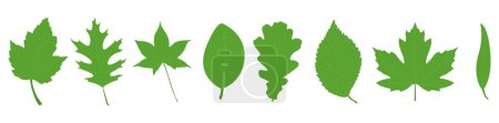 Ilustración de Conjunto de varias hojas verdes aisladas sobre fondo blanco - Imagen libre de derechos
