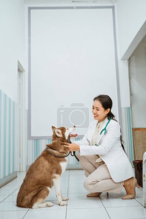 a female vet smiling and playing with brown siberian dog against the wall