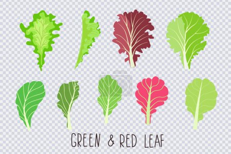 Mix of salad leaves. Cartoon set of green red raw leaves isolated on transparent. Collection icon of leaf salad . Organic vitamin ingredients for cooking healthy food. Vector illustration