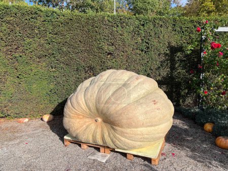 Foto de Calabaza enorme que pesa 973 kg en el festival de calabaza en Alemania - Imagen libre de derechos