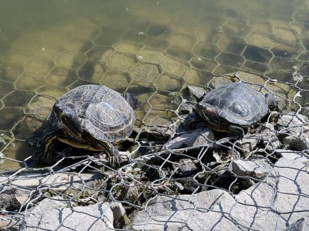 Turtles bask on rocks near the water