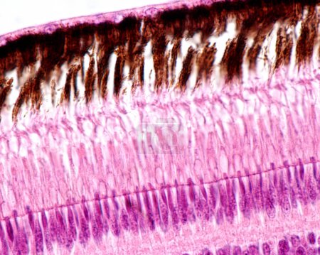 Photo for High magnification light micrograph showing the outer layers of the retina of a bird. From top to bottom: pigment epithelium layer with processes full of melanin granules, rod and cones layer, external limiting membrane, outer nuclear layer. - Royalty Free Image