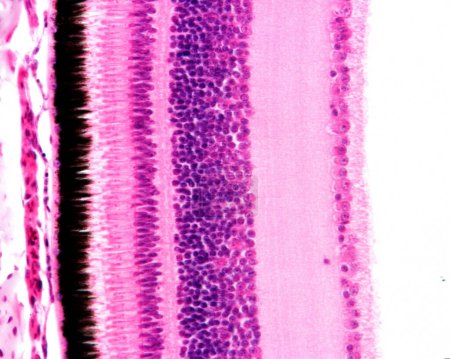 Photo for Light microscope micrograph showing the layers of a bird's retina. From left to right, the retina layers are: pigment epithelium layer, rods and cones layer, outer nuclear layer, outer plexiform layer, inner nuclear layer, inner plexiform layer, gang - Royalty Free Image