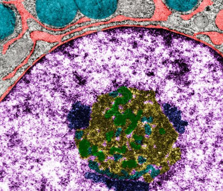 Coloured transmission electron micrograph (TEM) showing the nucleus of a protein-secreting (serous) cell. The nuclear envelope is connected to rough endoplasmic reticulum cisterns (red). The large nucleolus with dense fibrillar (green) and granular (