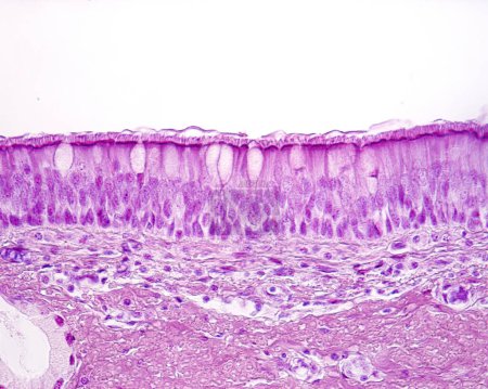 Épithélium cylindrique pseudostratifié cilié de la trachée (épithélium respiratoire). La bordure apicale de l'épithélium comporte une couche de cils (semblables à des poils) ancrés dans leurs corps basaux. Parmi les cellules ciliées, certaines cellules de gobelet peuvent être vues.