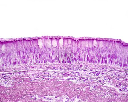 Épithélium cylindrique pseudostratifié cilié de la trachée (épithélium respiratoire). La bordure apicale de l'épithélium comporte une couche de cils (semblables à des poils) ancrés dans leurs corps basaux. Parmi les cellules ciliées, certaines cellules de gobelet peuvent être vues.