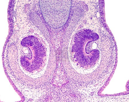 L'organe voméronasal ou organe de Jacobson, est un organe olfactif auxiliaire apparié situé dans le septum nasal, au-dessus du palais. Cette microscopie photonique montre l'organe nasal voméronasal d'un embryon de rat avec sa forme C typique, surroun