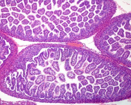 Lichtmikroskopische Mikrographie, die den Dünndarm eines Ratten-Fötus zeigt. Die Darmzotten sind bereits von einem säulenförmigen Epithel ausgekleidet.