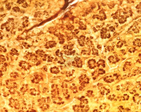 Light microscope micrograph showing the Golgi apparatus in pancreatic acini stained with Cajal's formol-uranium silver method. The Golgi apparatus appears as a dark brown network located in the center of acini.