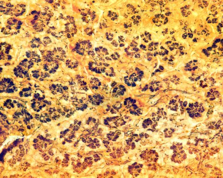 Foto de Microscopio de luz que muestra el aparato Golgi en acini pancreático teñido con el método de plata formol-uranio de Cajal. El aparato Golgi aparece como una red de color marrón oscuro situado en el centro de acini. - Imagen libre de derechos