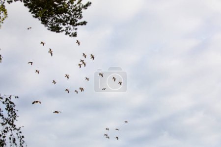 El ganso de los percebes (Branta leucopsis) volando en una gran bandada