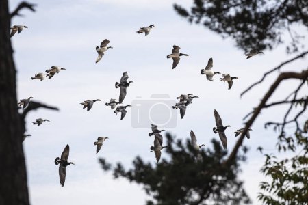 L'oie bernache (Branta leucopsis) volant dans un grand troupeau